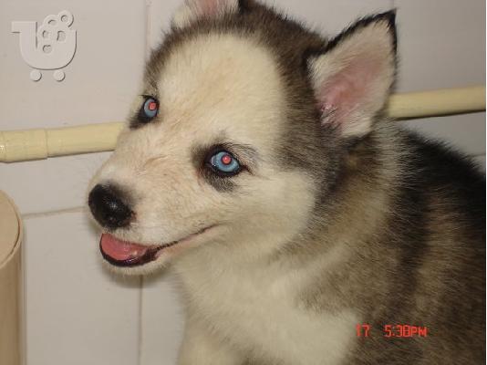 ΠΩΛΟΥΝΤΑΙ HUSKY-ΚΑΘΑΡΟΑΙΜΑ ΚΟΥΤΑΒΙΑ