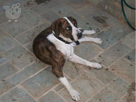 ΗΜΙΑΙΜΟ BULL TERRIER ΠΡΟΣ ΥΙΟΘΕΣΙΑ,ΑΡ ΠΡΩΤ 4247/02