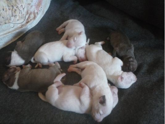 PoulaTo: koutavia bull terrier