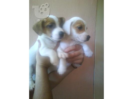 PoulaTo: JACK  RUSSEL Τεριέ Τζακ Ράσελ