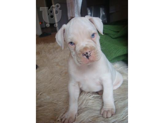 boxer (blue eyes)