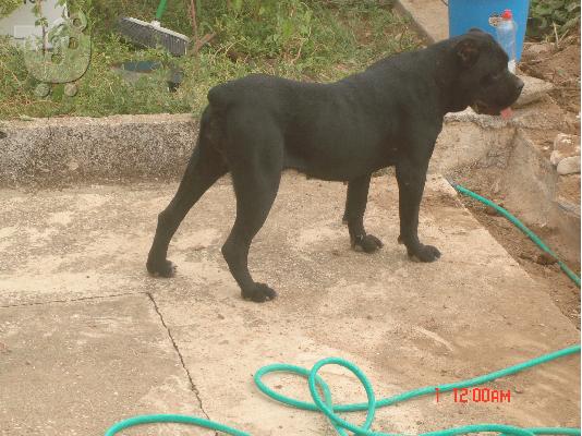 CANE CORSO