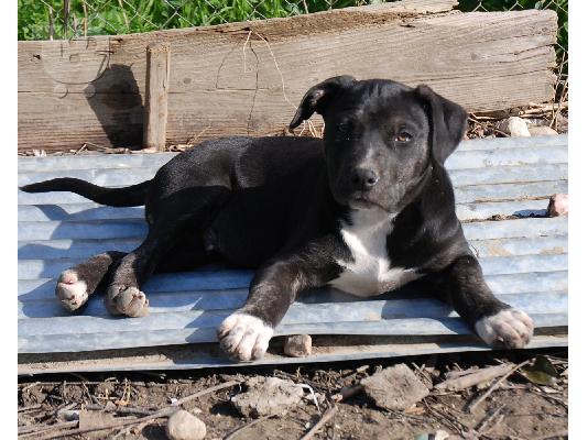 KINGSIZE PITBULLS Πίτμπουλ