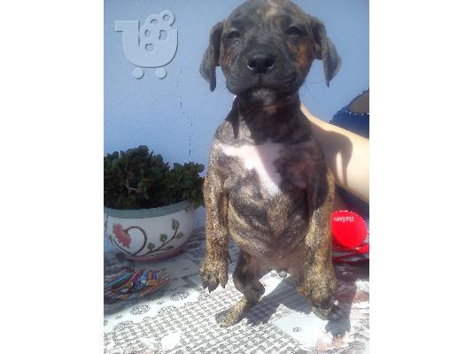 PoulaTo: pit bull me dogo argentino