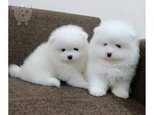 PoulaTo: Δύο φοβερά κουτάβια Pomeranian