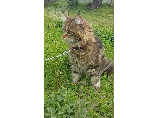 Maine Coon - Μέιν Κουν