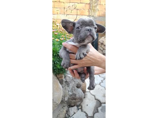 French bulldog Blue