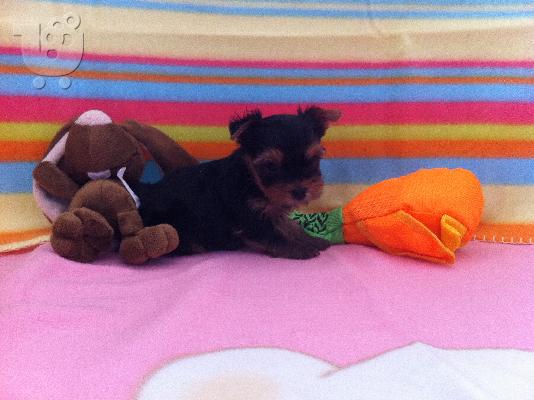 PoulaTo: Yorkshire Terrier