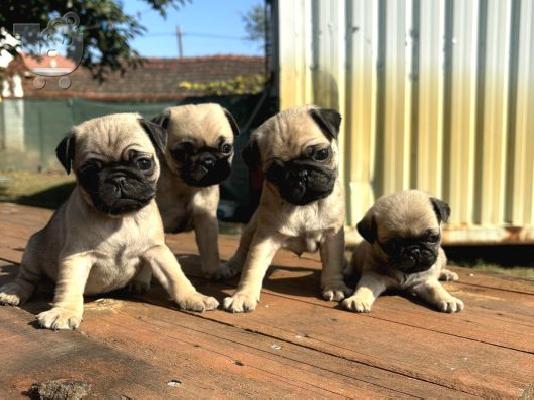 PoulaTo: Καθαρόαιμη Pug Puppies Cream