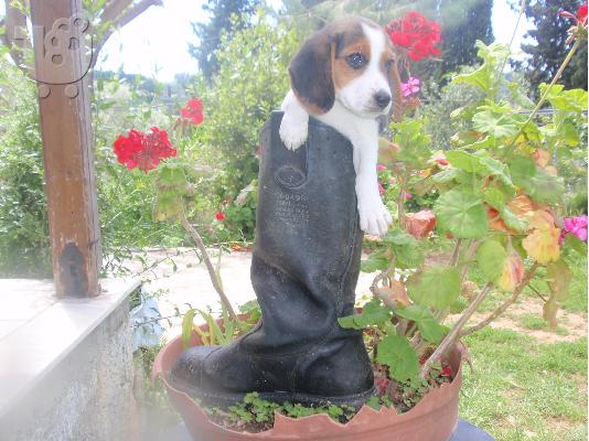 BEAGLE