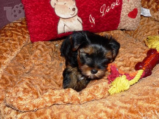 PoulaTo: YORKSHIRE TERRIER 1 ΘΗΛΥΚΟ και 1 ΑΡΣΕΝΙΚΟ