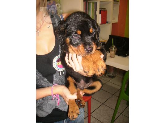 ROTTWEILER Ροτβάιλερ Ροτβάιλερ