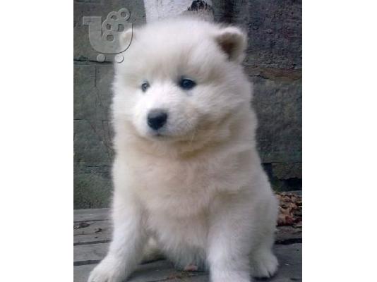 SAMOYED
