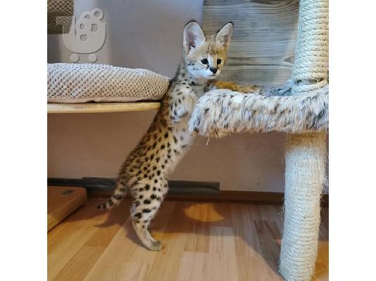 PoulaTo: F1 και F2 Savannah Kittens Διαθέσιμα