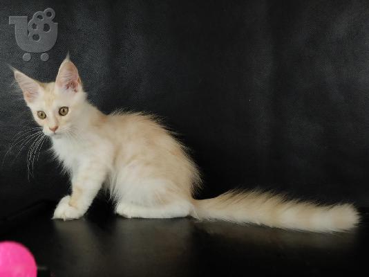 PoulaTo: Όμορφη γατάκια Maine Coon!