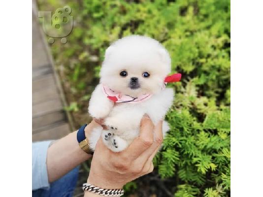 PoulaTo: αγαπώντας το Pomeranian έτοιμο για υιοθεσία.