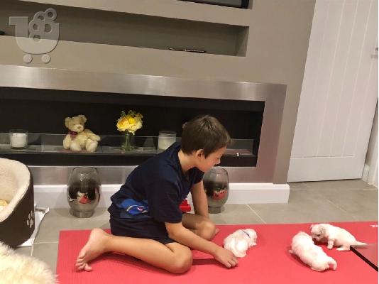 PoulaTo: Δύο κουτάβια Top Class Maltese Available