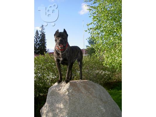 Cane Corso καθαροαιμα 6979314054 ΑΘΗΝΑ-ΘΕΣΣΑΛΟΝΙΚΗ- ΚΡΗΤΗ 6979314054...