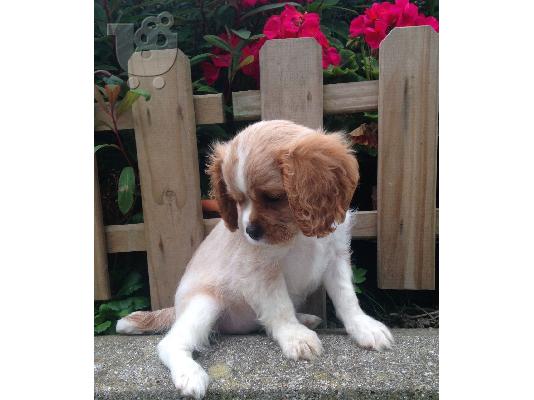 Kavalirski kralj Charles Spaniel