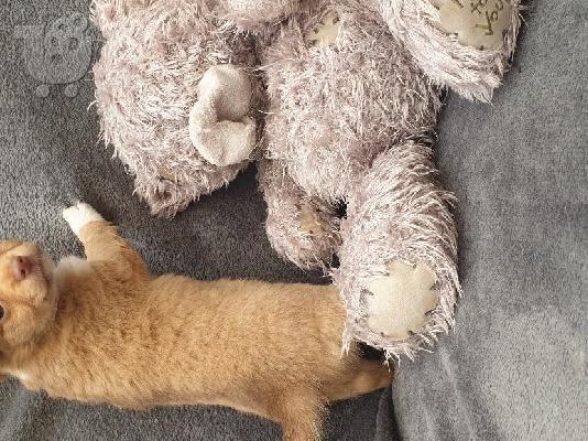 PoulaTo: Κουτάβια Dachshund έτοιμα τώρα