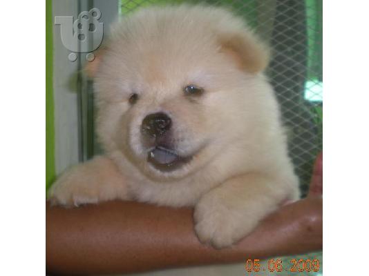 chow chow