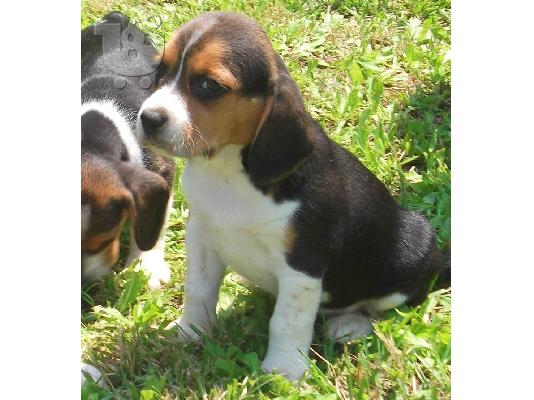 BEAGLE