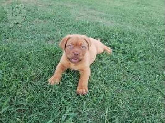 PoulaTo: Κουτάβια Dogue De Bordeaux
