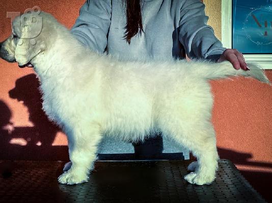 Κουτάβια Golden Retriever