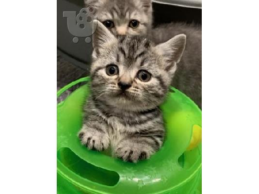 PoulaTo: American Shorthair Kittens