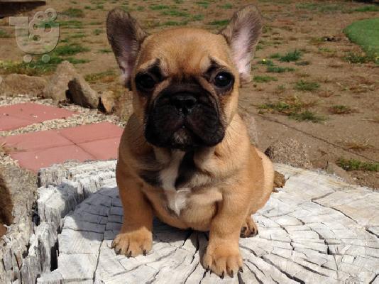 PoulaTo: γαλλικά κουτάβια μπουλντόγκ / French bulldog puppies