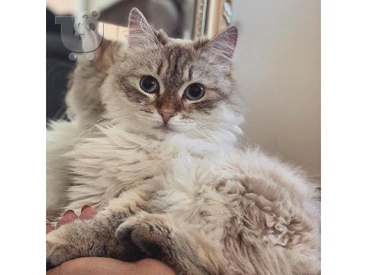 Όμορφα γατάκια Ragdoll Διατίθεται προς πώληση.