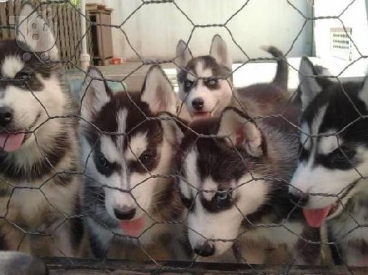 HUSKY καθαροαιμα 6979314054 ΚΡΗΤΗ