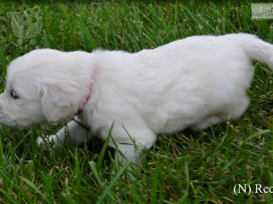 Εκπληκτικά κουτάβια Golden Retriever