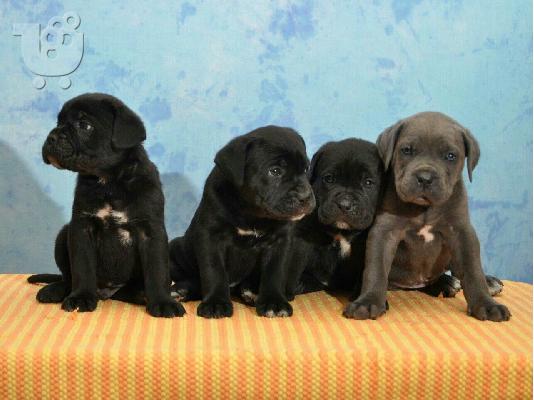 PoulaTo: CANE CORSO