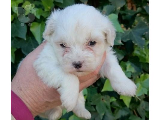 BICHON MALTES