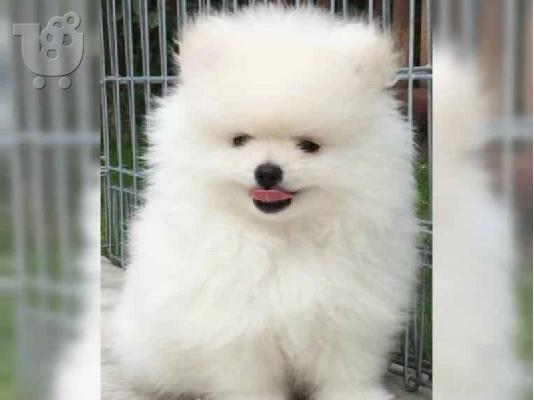PoulaTo: Πολύτιμα κουτάβια Pomeranian