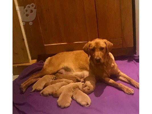 λαβράδορ retriever