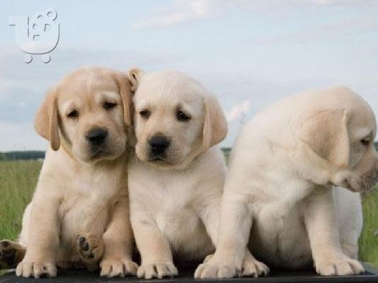 Labrador Retriever, diathétoume arseniká kai thilyká