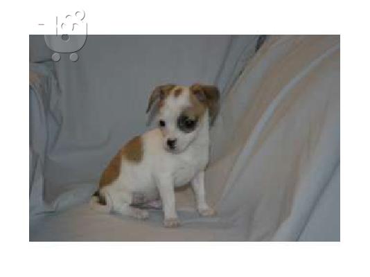 PoulaTo:  Chihuahua νεογνά Κόλι