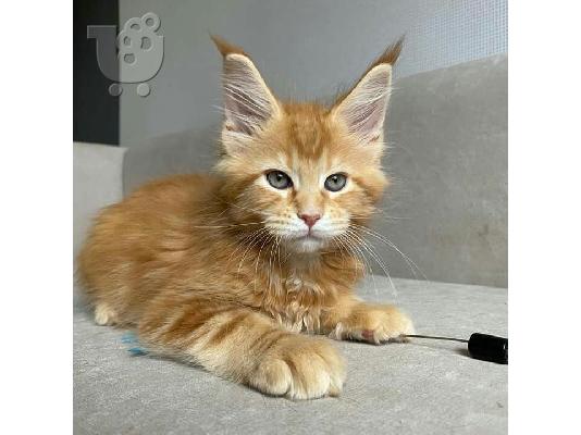 4 γοητευτικά αρσενικά και θηλυκά γατάκια Maine Coon προς...