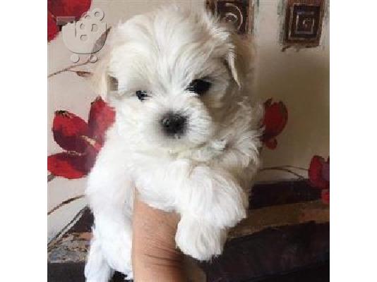 PoulaTo: Μαλτέζ μίνι (Maltese mini)