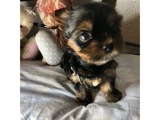 Μικρο Yorkie