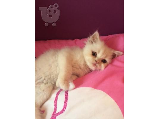 PERSIAN KITTEN