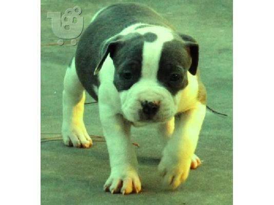PoulaTo: pitbull κουτάβι