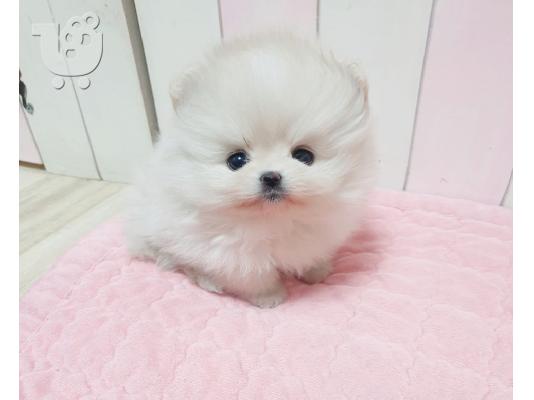 PoulaTo: Mini Pomeranian