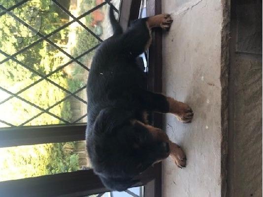 PoulaTo: Σούπερ Adorable  κουτάβια rottweiler