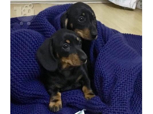 PoulaTo: Όμορφα κουτάβια Dachshunds