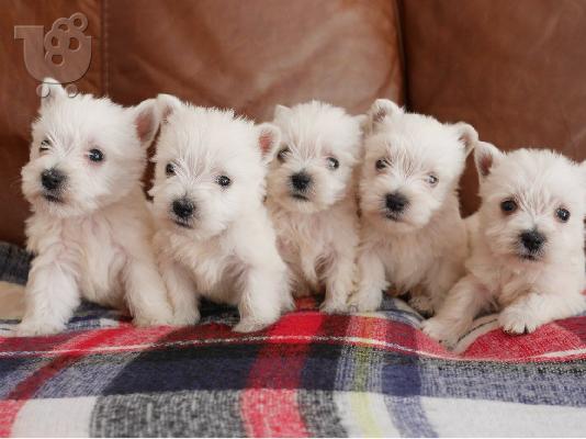 PoulaTo: Κουτάβια West Highland Terrier
