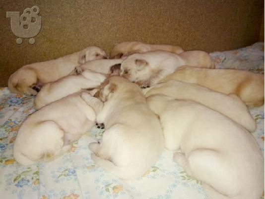 GOLDEN RETRIEVER ΚΟΥΤΑΒΙΑ
