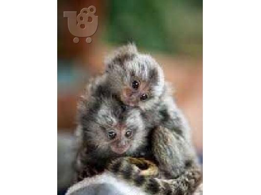 PoulaTo: Marmoset Monkeys Άνδρες και γυναίκες προς πώληση